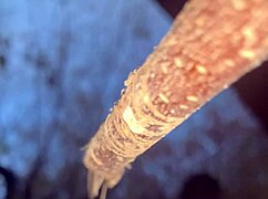 Having sex with a real witch in the woods.