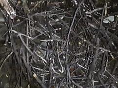 Осенний романтический секс в хижине с лесбиянками иллюзии.