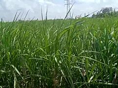 Housewife shows her big boobs in the village house