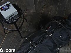 Upside Down Hottie Gets Her Nipps Clipped During Hardcore Sex