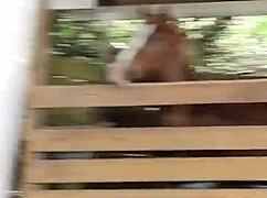 teen cowgirls facialized 😏