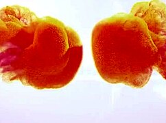 Want More Wet Squirts Now!