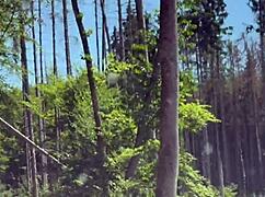 Naughty teen amateur flashes in public forest.