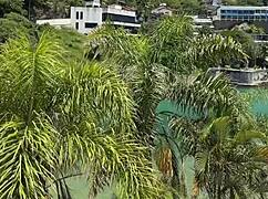 asian fucks big black cock in pool glory hole