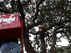 i fucked the blonde and brunette on a tree in the street