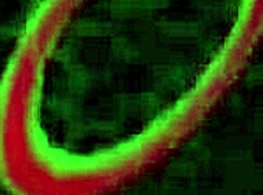 Busty redhead peaches slurps rome majors cock deep