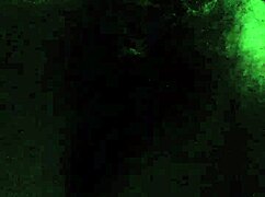 teasing my very hairy black pussy with dirty lesbian illusion fucks