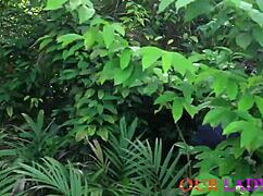 African farmers pound each other hardcore on farmland 😍🍆💦 fruits flying everywhere during harvest