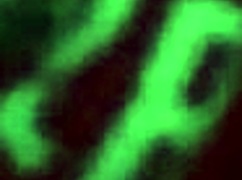 rough anal pounds petite argentinian yaelstc's shaved ass to gaping