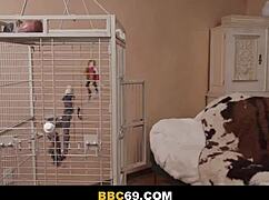 whoa massive bbc stretches phoebe kalib's tight pussy wide