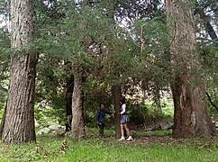 Old peasant spots young college girl in field and fucks her juicy pussy hard.