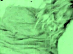 ever heard of vintage hairy beavers getting fucked raw?