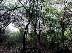 Found this horny jungle girl with big natural tits for rough pussy pounding!