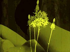 Exploring those classic vintage erotic drawings up close