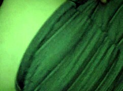 Cheating BBW wife slurps and rides BBC bull