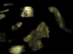 Son-in-Law's Forbidden Cravings Explode in Heart-Wrenching Episode 02