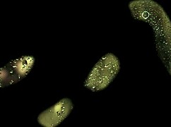 Son-in-Law's Forbidden Cravings Explode in Heart-Wrenching Episode 02