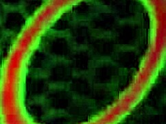 Oiled Up Sara Jay Sucks Big Cock POV with Massive Facial Cumshot on Huge Tits!