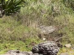 A hot japanese babe gets caught sucking big black cock outdoors on cabo frio island public interracial fuck
