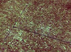 hubby sneaks downstairs and yanks off wife's pants for quick vietnamese pussy play