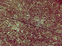 hubby sneaks downstairs and yanks off wife's pants for quick vietnamese pussy play