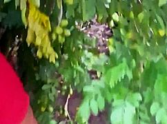 Vizinha evangélica shows off her curvy bbw ass and big natural tits picking fruits outside