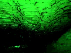 stepmom's big ass gets pounded hard first thing in morning 😍💦