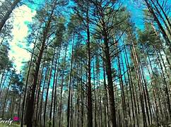 he drives me deep into the forest then bends me over car for rough outdoor fucking doggystyle and cowgirl on big cock