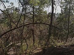 imagine getting fucked like a bitch deep in the forest