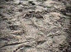 unknown beach babe gives public blowjob to muscular stranger