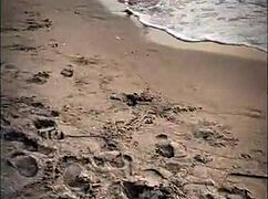 unknown beach babe gives public blowjob to muscular stranger