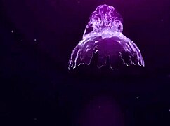 Blakchilly's Juicy Black Ass Takes Monster Cock Beatdown!