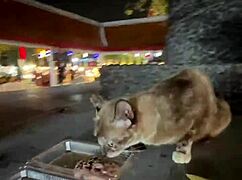 just a regular thai lady feeding cats nothing crazy here in thailand right?? 😹🐱😂