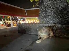 just a regular thai lady feeding cats nothing crazy here in thailand right?? 😹🐱😂