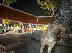 just a regular thai lady feeding cats nothing crazy here in thailand right?? 😹🐱😂