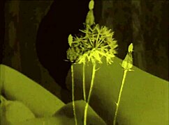 Vintage erotic drawings reveal hairy beavers in retro antique style