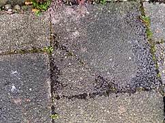 BOLD PUBLIC JEANS SOAKING WET PEE OUTDOOR DESPERATION EXPLOSION
