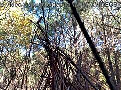 Heart-Pounding Clit Lick Orgasm in Forest Voyeur Update