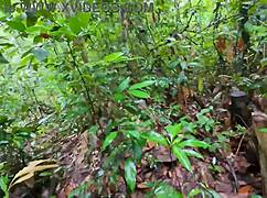 Thai Amateur's Outdoor Pussy Lick and Creampie Fun