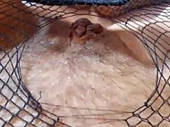 Greta sets a net for a beautiful mature lady