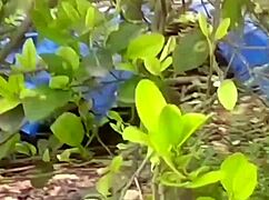 indian village couple outdoor sex